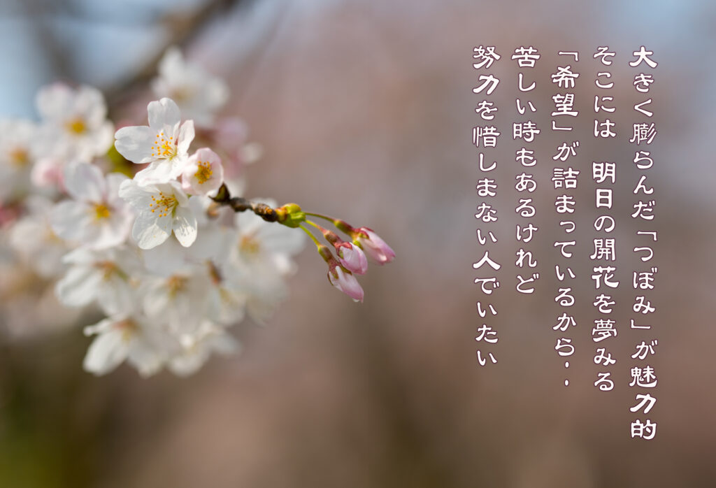 桜の花と蕾