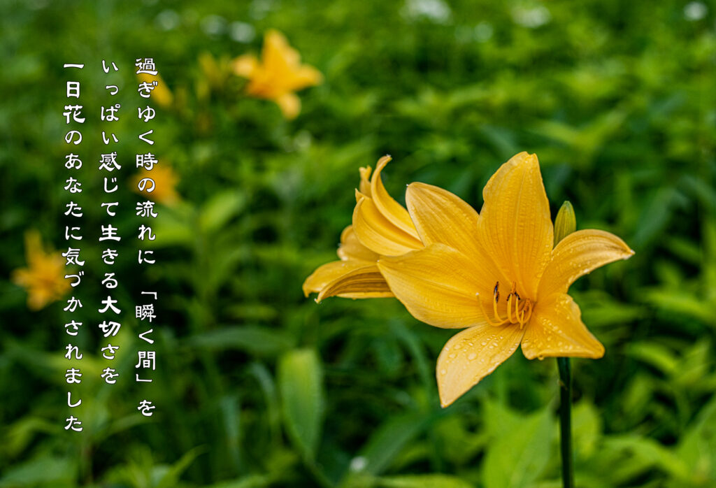 雨に濡れるニッコウキスゲ